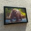 3Д картинка "Медведь на речке" 9,5 х 14,5 см х М-0017, голографическая открытка с изображением медведя, без рамки